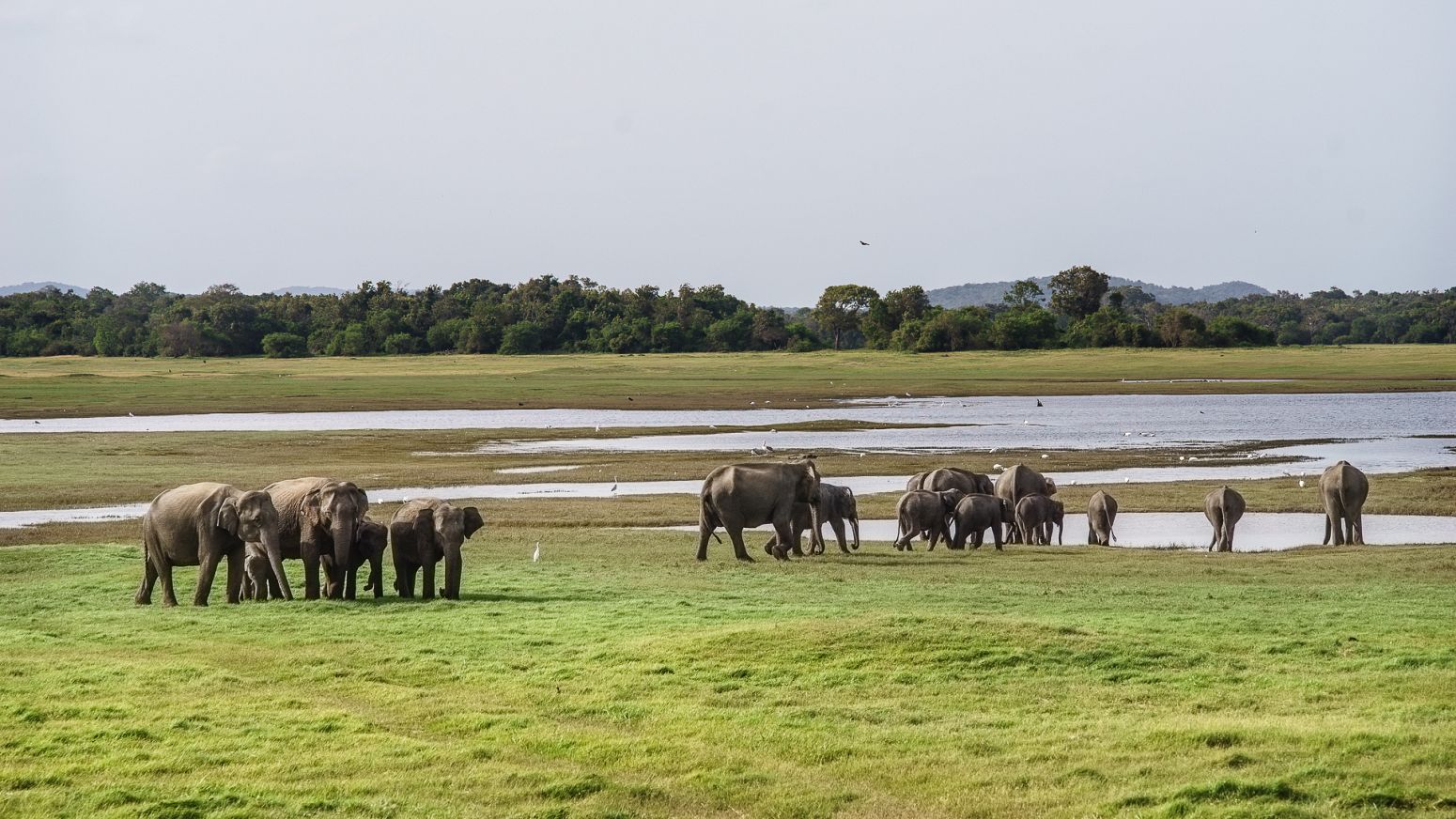 Elephants in Kaudulla National Park, Sri Lanka